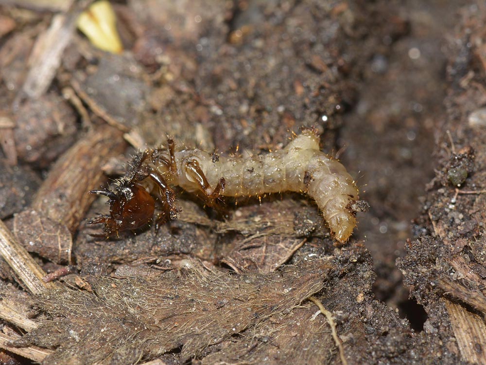 Larva con maschera: probabile Cicindela campestris